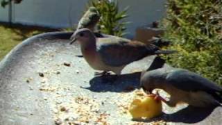 WSBC1004.AVI