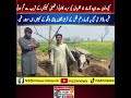 Missing Cow Found After Viral Social Media Post | Heartwarming Story from Zafarwal