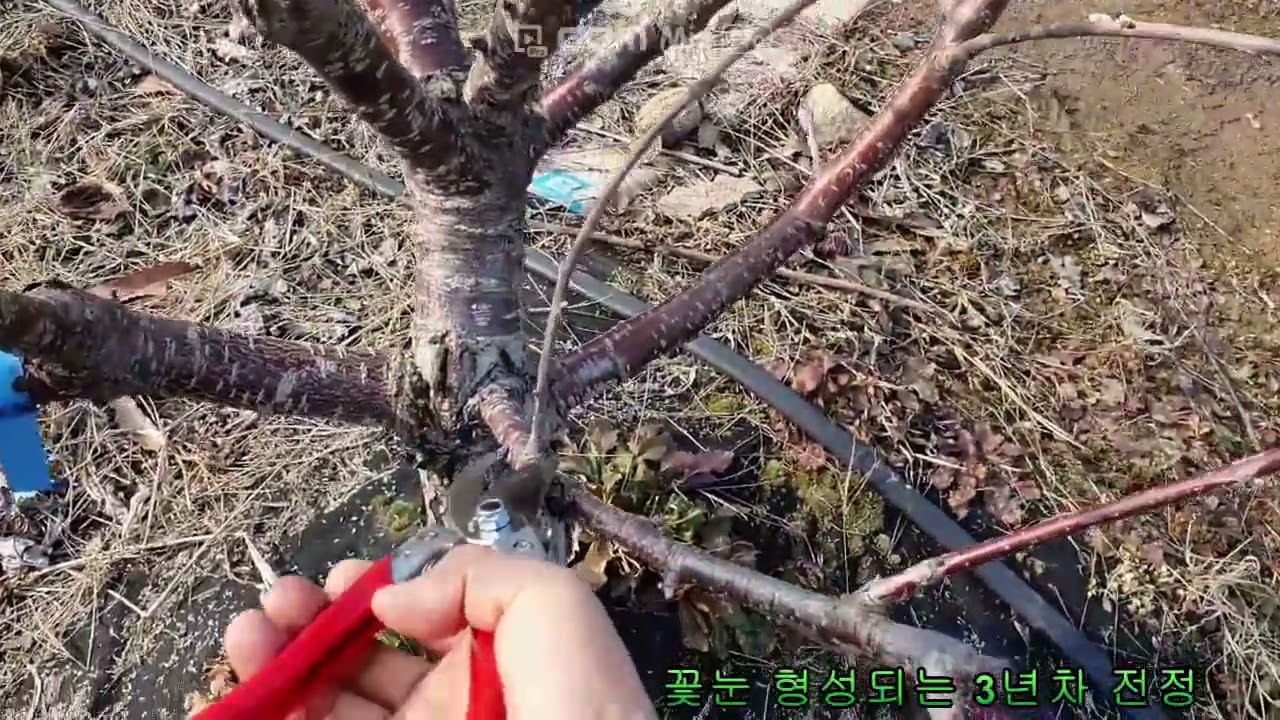 23 02 20  체리나무 3년차 KGB 전정