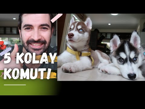 Video: Husky Köpek Yavrusu Nasıl Adlandırılır