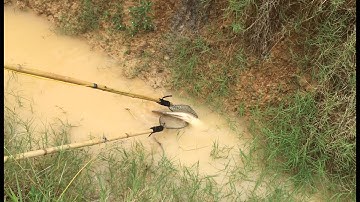 kÍCH CÁ LÓC CÁ RÔ NGƯỢC NƯỚC MƯA TRÊN ĐỒNG