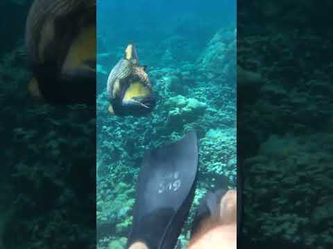 The Triggerfish Attack