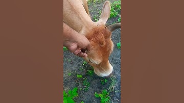 Lembu Lembu Sapi lucu Lucu Suara Sapi Sapi moo #sapi #lembu #sapijinak #lembujinak #takurwinrimba