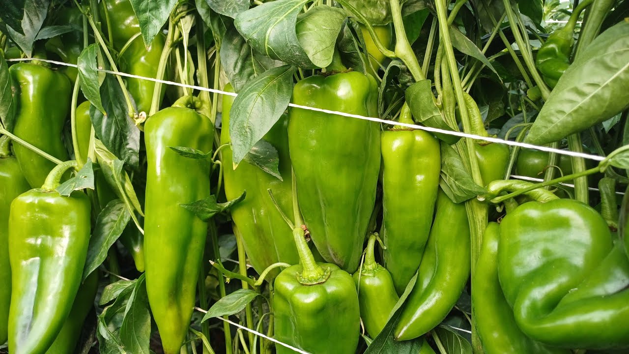 فلفل حلو لشركة تادكو الجزائر