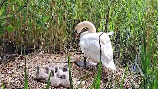 4. Mom chases away the intruder who approached the baby swans .She left one egg in the nest. Cygnets