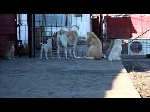 Video: Izrada Rasporeda Hranjenja štenaca