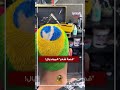 "قصة شعر" المونديال!