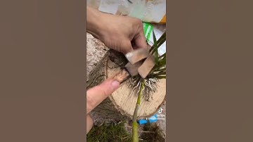 Cách Ghép Lan Lên Trụ Gỗ/ tỷ phú lan rừng