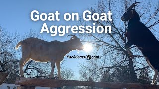 Goat Behavior Goat on Goat Aggression