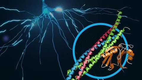 Scientists discover atomic resolution details of brain signaling