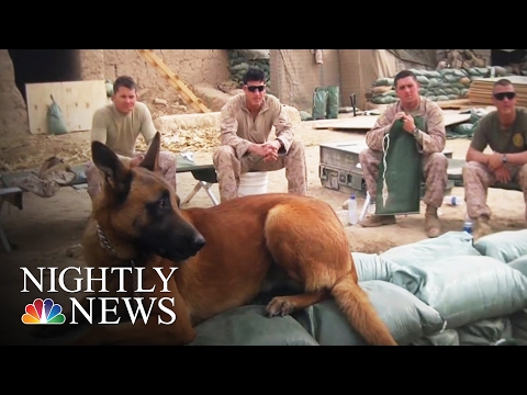 Video: Veteran je uparen s spasenim psom, a dva života su spašena