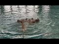 Nuoto Sincronizzato - Assoluto Savona 2022 - Combo Futura Club Prato
