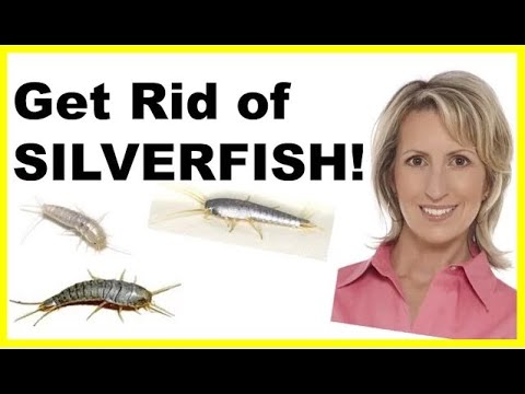 Behold the Silverfish! (or How To Deal With Silverfish) 