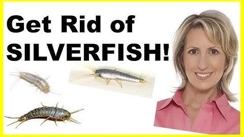 HOW TO GET RID OF SILVERFISH - NATURALLY & EASILY
