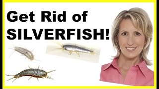 HOW TO GET RID OF SILVERFISH - NATURALLY &amp; EASILY