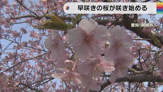 岡崎の乙川堤防で「葵桜」咲き始める…濃いピンク色の花が人気