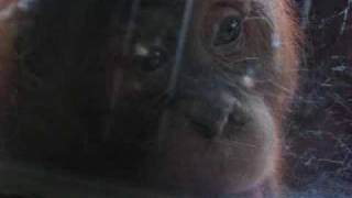 animals make the workd go round