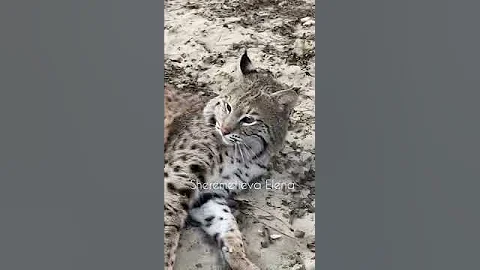 Добрый рысь )