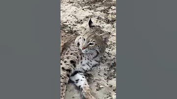 Добрый рысь )