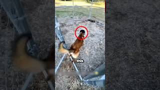 This Dod Is Literally Insane