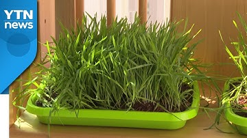 종자보다 몸에 더 좋은 