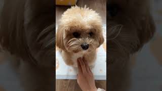 Friend Who do you play with at home every day That s how I talk to Zhao Yiyi every day at