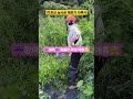 #초보농사꾼 #강수이야기 #잡초 #아내이야기 #명아주 #사랑해
