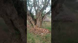 Tribe Houses In Nallamala Forest Tiger Reserve
