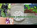 RAHASIA ALAMI TANAM ANGGUR DARI BIJI (PART 1)