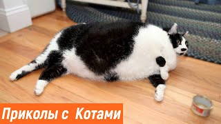 Смешные Кошки 2021 Приколы С Котами и Кошками 2021 Смешные котики с озвучкой 2021