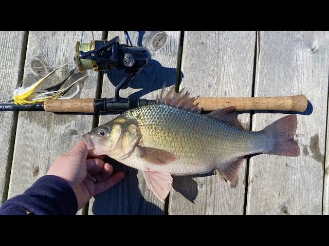 Drop Shot Fishing for White Perch with trout magnet ep. 40 