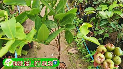 Mận xanh đường Sóc Trăng _ cây giống trồng kinh tế
