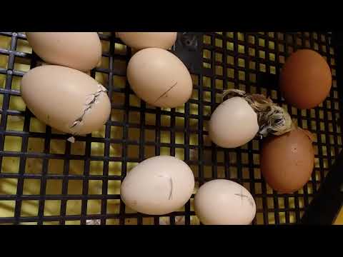Видео: Защо пилетата кълват яйца