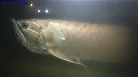 Cá Rồng Ngân Long 7 Năm Tuổi | Cá Rồng Khủng | Arowana | Big Silver Arowana | Asian Arowana|Aquarium