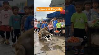 Download Lagu Monkey \u0026 Dogesh #ai #aivlog #artificialintelligence #cartoon #cover #hindisong #meow #monkey #song MP3