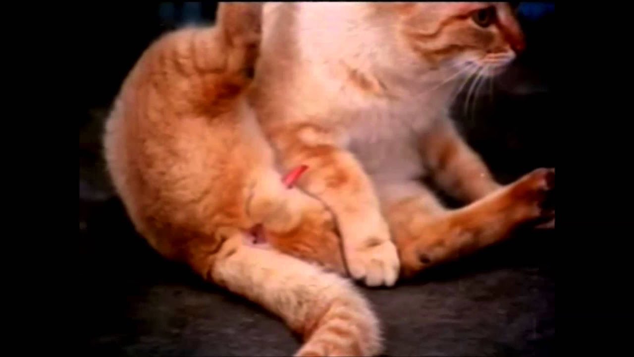 Cat Mating Documentary Youtube 