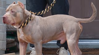 Late night out with Rocky American bully by Ultra Class Family 3,057 views 1 year ago 14 minutes, 35 seconds