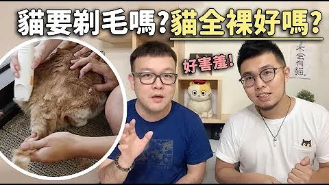 【貓要剃毛嗎？貓全裸好嗎？】志銘與狸貓 - 天天要聞