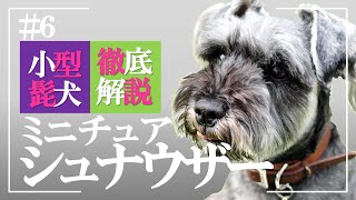 【こんなのシュナだけ科学は犬種をこう見ている】幸せホルモンのドッグトレーナーが徹底解説ミニチュアシュナウザーの性格、魅力、飼い方のポイント