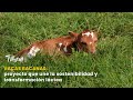 vacas bacanas: proyecto que une la sostenibilidad y transformación - TvAgro por Juan Gonzalo Angel