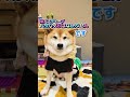 【文具】スティーブ白書公式グッズが可愛すぎるでッ✨