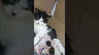 Mother Cat after labor