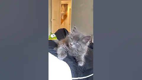 Watch the video about Maine Coon Kitten Russian Blue 🤍