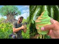 Disney's Animal Kingdom Summertime Fun | NEW Dole Whip | Florida Rainstorm | Lunch At White Castle!