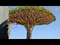 ياعبدربه بلغ الشيخ مكتوم ان السياده غاليه والجزيره ياعبدربه بلغ الشيخ مكتوم ان السياده غاليه والجزيره