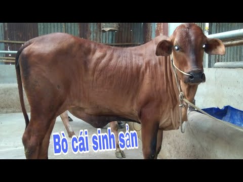 7/4 Bán bò cái tơ sinh sản làm giống chăn nuôi ? Sang 0564099712 | gia hân vlog