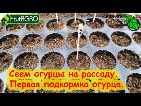 Огурцы будут самыми ранними и вкусными - проверенный способ!!! Попробуйте и будете так сеять всегда!