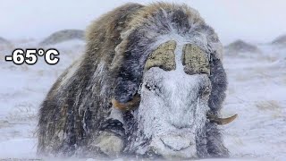 Titan Of The Arctic Musk Ox. An Incredible Fight for the Life of Musk Oxen.