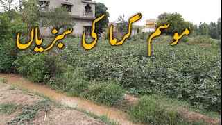 Vegetable fields/ fresh summer season vegetables/vegetable farming in punjab Pakistan