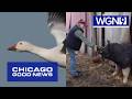 Millions of snow geese, second chances &amp; more good news stories across Illinois | Good News Chicago